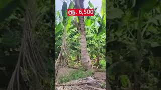 மிக குறைந்த விலையில் 3.6 ஏக்கர் விவசாய நிலம் விற்பனைக்கு #farmland