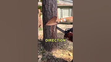 How To Safely Cut Down A Tree 🤩