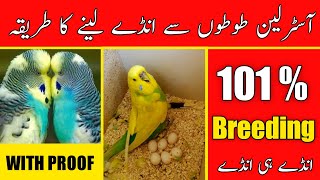 australian parrots breeding tips in urdu | budgies colony setup breeding progress|australian parrots