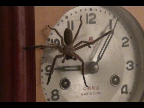 80s SPIDER CLOCK スペースエイジ clock-03064 スペースエイジデザイン 天然木 テーブルクロック