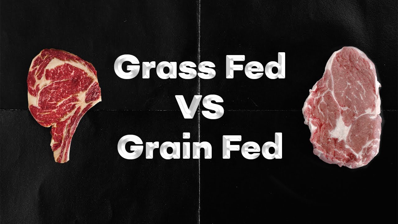Grass Fed VS Grain Fed Meat - YouTube Grass Fed VS Grain Fed Meat - YouTube