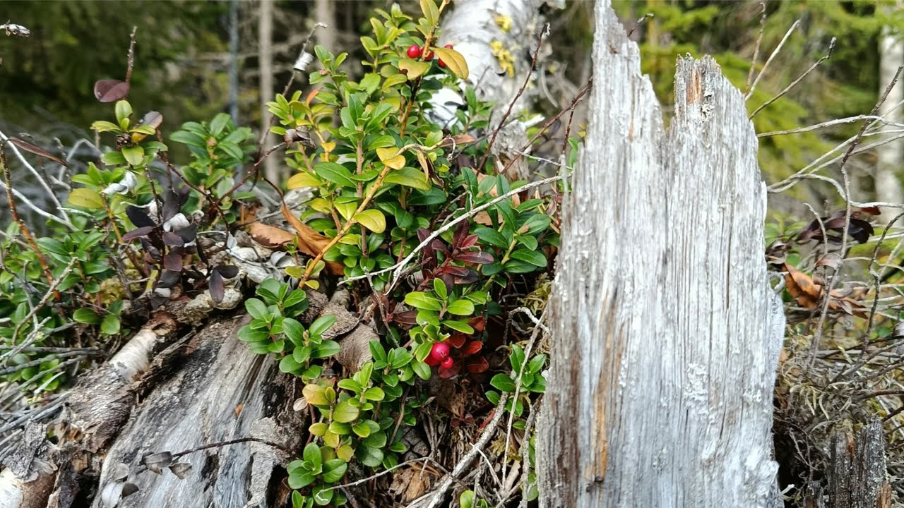 Meditation walk in the swedish woods