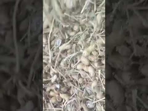 متاح عرش سوداني وفاصوليا ارض سمراء للماعز والغنم والمواشى 01140400248 اكسبلور خروف ماعز 