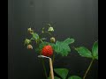  time lapse of a tasty strawberry plant 