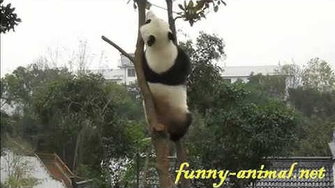 Kung Fu panda climbing up tree and playing 功夫熊猫表演爬树绝技