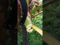 Coconut flower cutting to make organic wine🍷#coconutwine #wine #alcoholicdrink #coconut