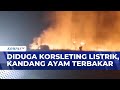 Kadang Ayam di Jember Kebakaran, Peternak Rugi | BERITA UTAMA