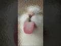 【いなか猫、過去動画の切り抜き（153）】 #いなか猫 ＃おもしろい猫＃shorts