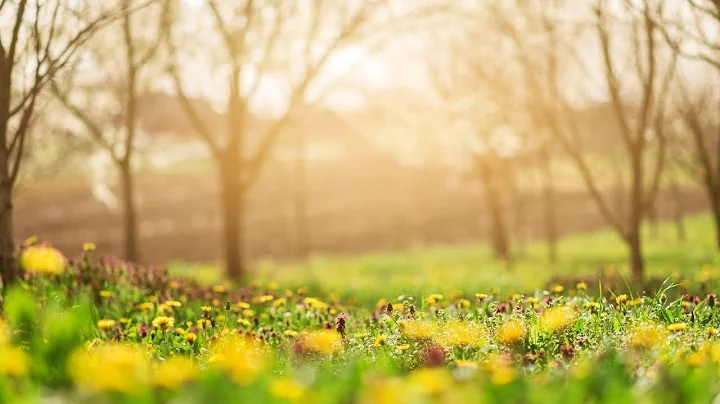 The Forgiving Heart Meditation — Jack Kornfield