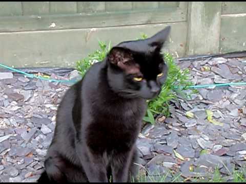 McRae Burmese cat Video
