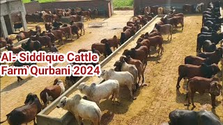 Al Siddique Cattle Farm Sialkot Qurbani Collection 2024