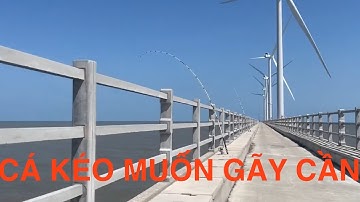 Câu cá điện gió hòa bình bạc Liêu, cá kéo muốn gãy cần luôn anh em 