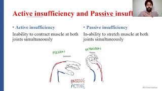 Passive Insufficiency Vs Active Insufficiency | Muscle Example & Explanation | PCE Exam