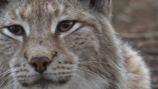 Der Harz  Tiefer Wald und wilde Bergwelt