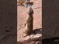 「キョロキョロ」　#富士サファリパーク #animal #ミーアキャット
