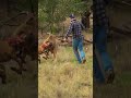 Pet parent rescues pup from kangaroo fight