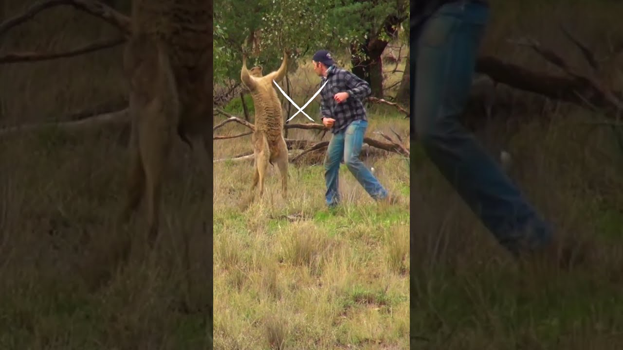 Pet Parent Rescues Pup From Kangaroo Fight 