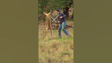 Pet Parent Rescues Pup From Kangaroo Fight 