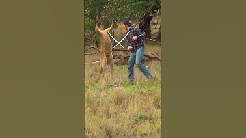 Thumbnail of Pet Parent Rescues Pup From Kangaroo Fight!