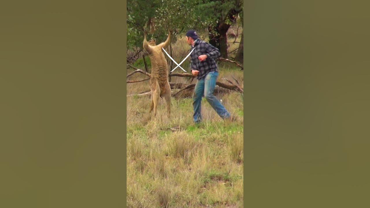 Pet Parent Rescues Pup From Kangaroo Fight!