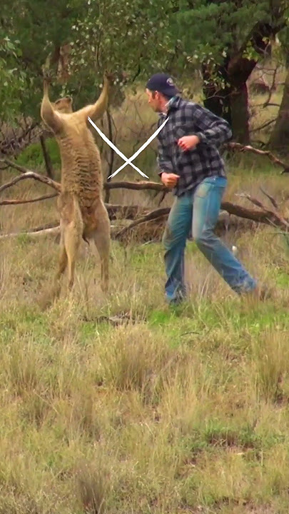 Pet Parent Rescues Pup From Kangaroo Fight!