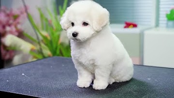 Đào tạo nghề cắt tỉa lông chó uy tín tại hà nội