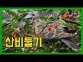 [한국의 새] 산비둘기 (멧비둘기)의 먹이활동 ﻿🍒 보리수 열매