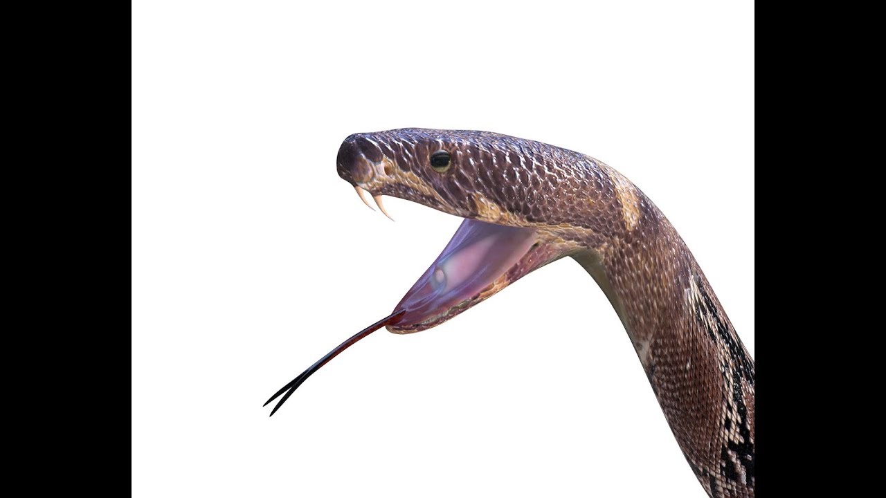 Python snake 3D model cinema 4d rigged animated - YouTube