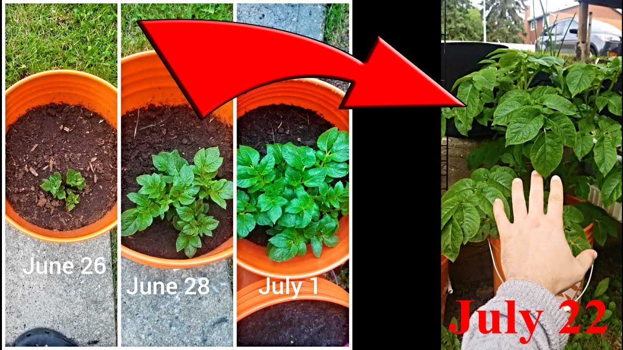 Growing Potatoes In A 5 Gallon Bucket - 1 Month IN & Crazy Results
