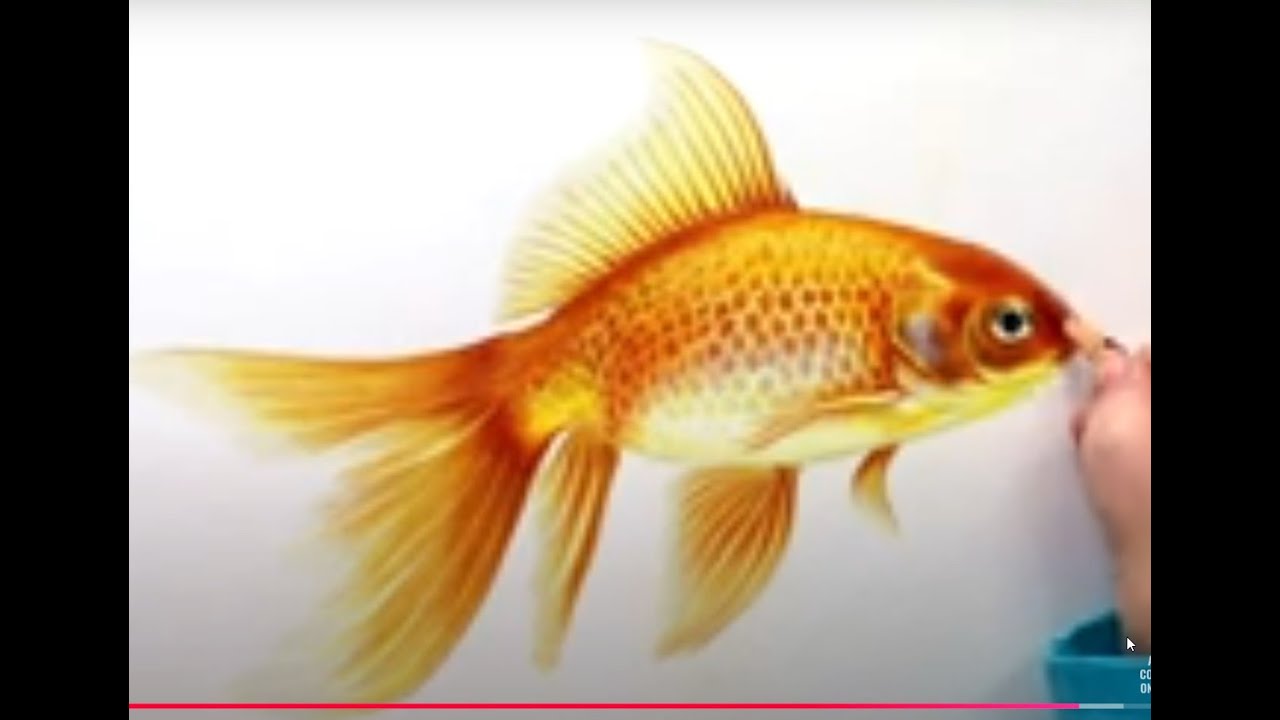 How to draw a goldfish - realistic with colored pencils. Part three ...