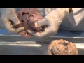 The Meninges: Neuroanatomy Video Lab - Brain Dissections