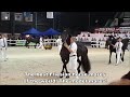 The best Friesian horse mares of the world! And a lot more at the Central Inspection.