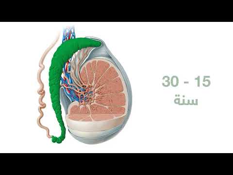 فيديو: لماذا يحدث التهاب البربخ؟