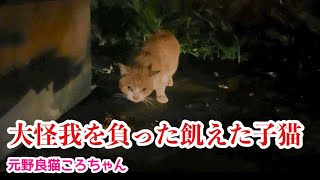 【総集編①】出会いから保護まで、25日間の全ての記録元野良猫ころちゃん