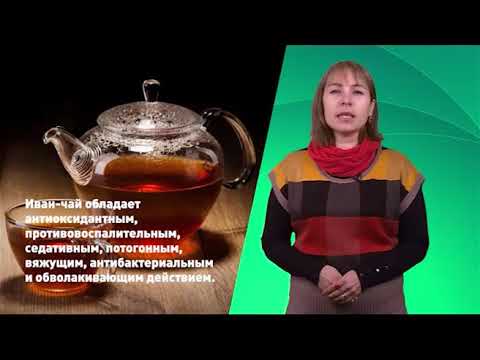 О полезных свойствах иван-чая. Рассказывает доктор МЦ "Секреты Долголетия" Елена Кузьмина