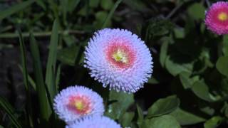 For video editing free footage  flowers 021