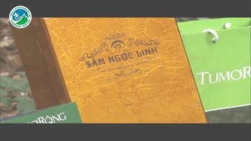 Sâm Ngọc Linh TuMoRong Kon Tum -  khẳng định giá trị quốc bảo
