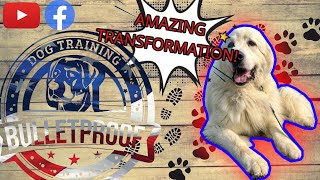 Amazing Transformation | 'Angus' | Great Pyrenees | #bulletproofdogtraining