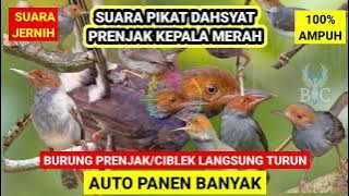 SUARA PIKAT PRENJAK KEPALA MERAH RIBUT TERBUKTI AMPUH || SUARA JERNIH DURASI PANJANG