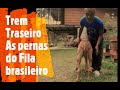 Fila brasileiro estudos e observações (Cap 6.2)