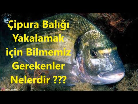 Video: Çipura Yakalamak