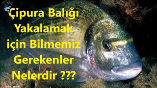 Çupra Balığı Nasıl Yakalanır?