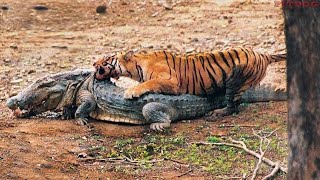 Top 10 Strongest Animals That Can Hardly Kill a Crocodile