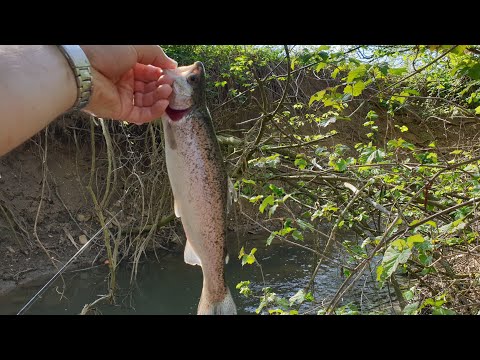 Video: Ako A čo Loviť Pstruhy Na Výplatnej Ploche