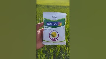 #bayer #nativo