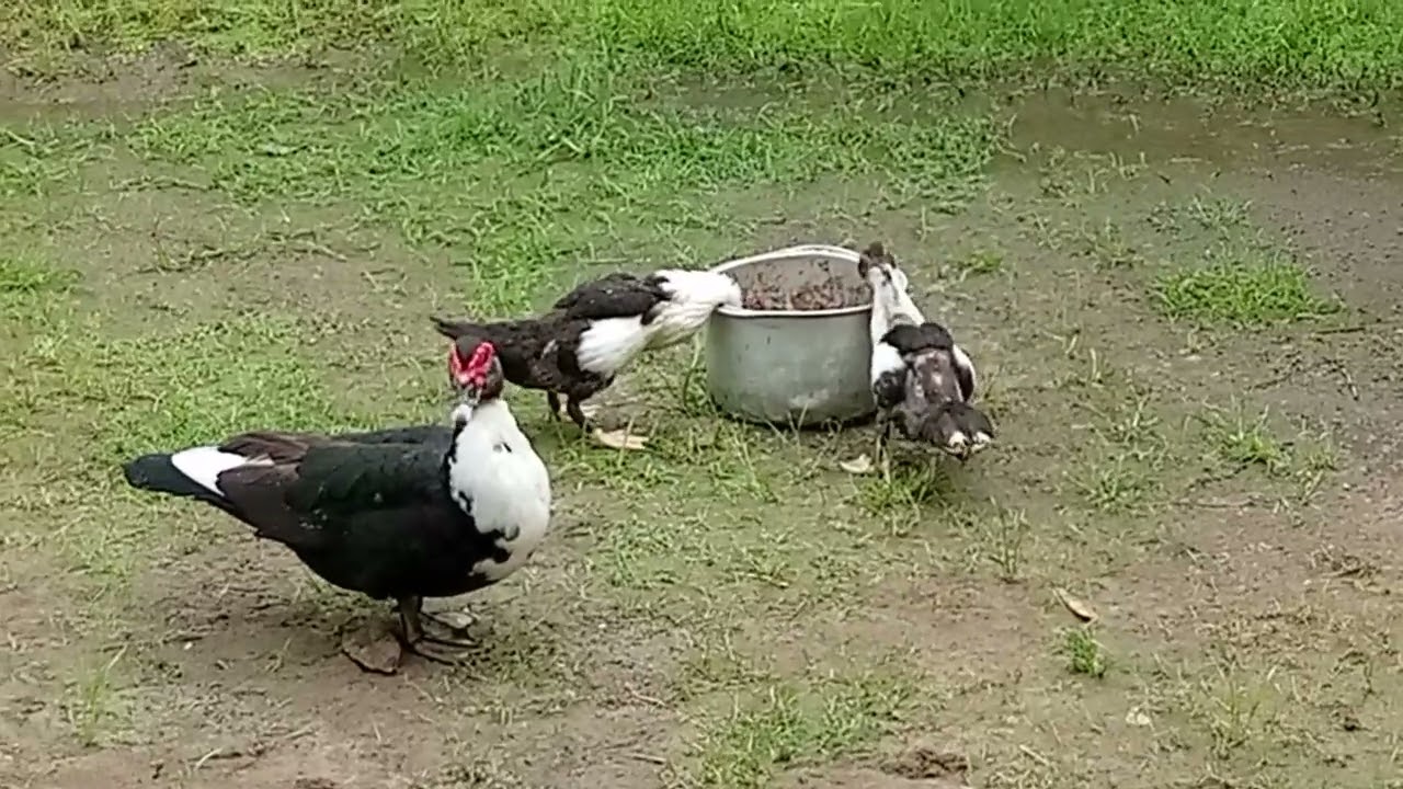 #bebekmakan #bebek #video #youtube 