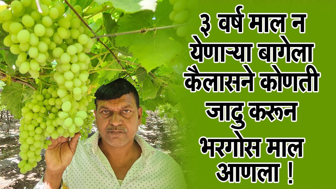 ३वर्ष #माल न येणाऱ्या #बागेला कैलासने कोणती#जादु करून #भरगोस माल आणला!।#Doctor_Kisan#grapes#द्राक्ष।