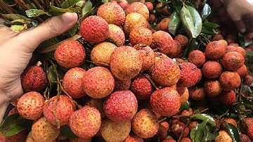 Tăng cường xuất khẩu vải thiều vào thị trường Nhật Bản