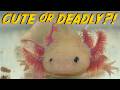 Axolotls: So CUTE or So DEADLY???