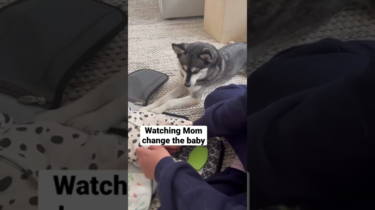 A Day in the Life of CLINGY dogs YouTube